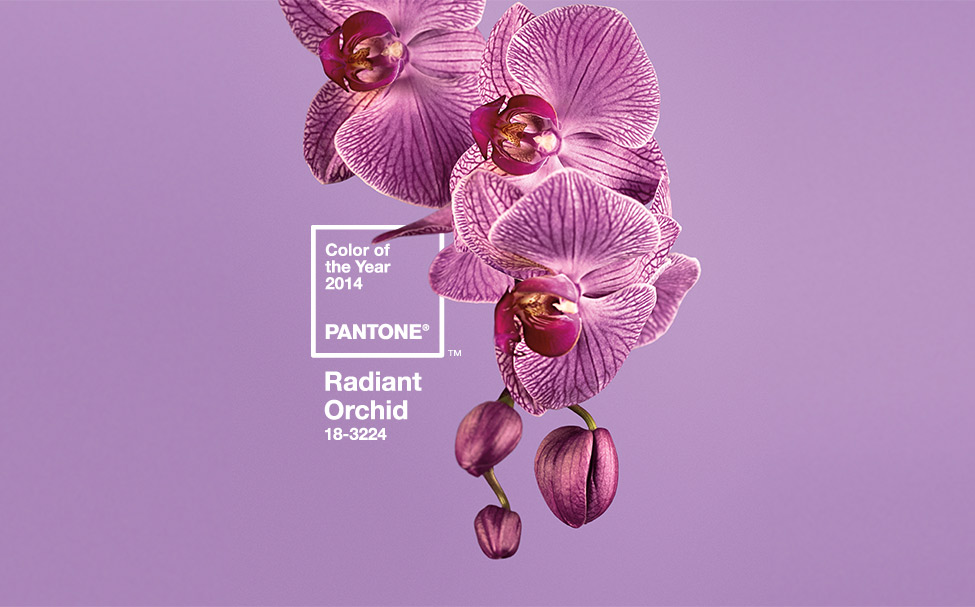 Barva roku 2014: Zářivá orchidej